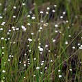 湿地に群生する白い小さな花シラタマホシクサ