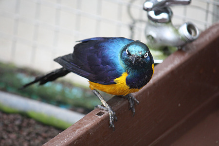 掛川花鳥園 H22.7.7 12