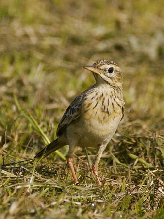 ヒメマミジロタヒバリ(Paddyfield Pipit) P1020603_R