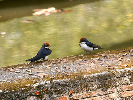 ハリオツバメ(Wire-tailed Swallow) P1170143_R