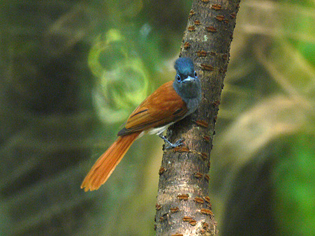 カワリサンコウチョウ(Asian Paradise-flycatcher) P1070670_R