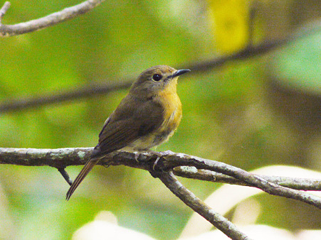 ミヤマヒメアオヒタキ♀(Hill Blue Flycatcher) P1090579_R2