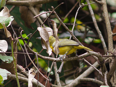 オオヒメコノハドリ(Great Iora) P1120509_R
