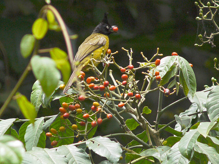 エボシヒヨドリ(Black-crested Bulbul) P1120736_R