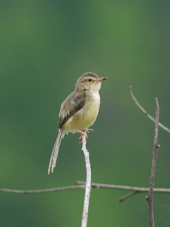 アジアマミハウチワドリ(Plain Prinia) P1180741_R