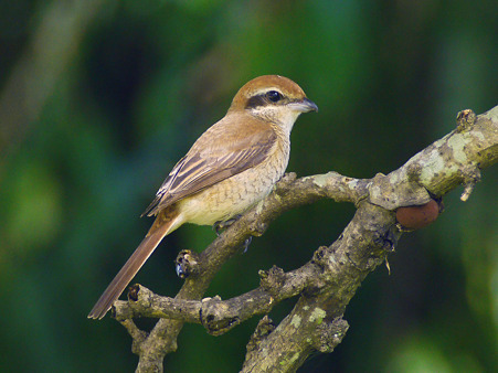 アカモズ(Brown Shrike) P1240116_R