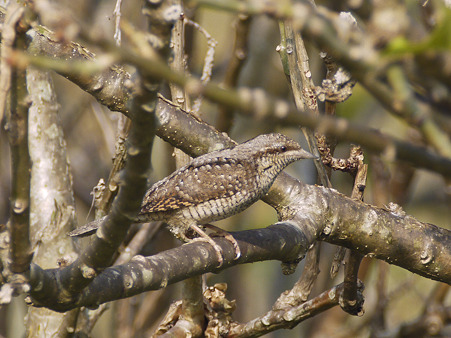 アリスイ(Eurasian Wryneck) P1260454_R