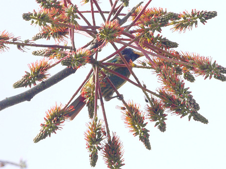 オオゴシキドリ(Great Barbet) P1240251_R2
