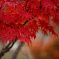 Photos: 7F1A3825