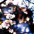 桜も咲き誇る