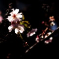待ち遠しい桜