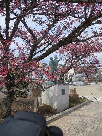 熱海桜