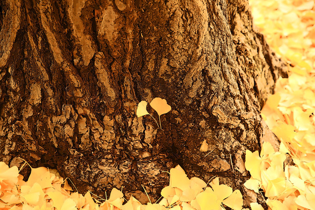 写真: z1M0A3811