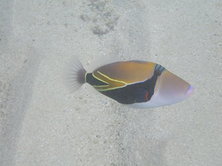 ハナウマの魚