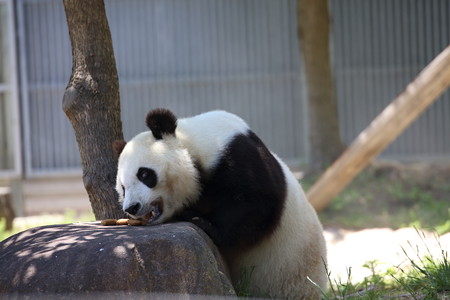 神戸市王子動物園5
