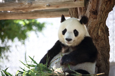 神戸市王子動物園16