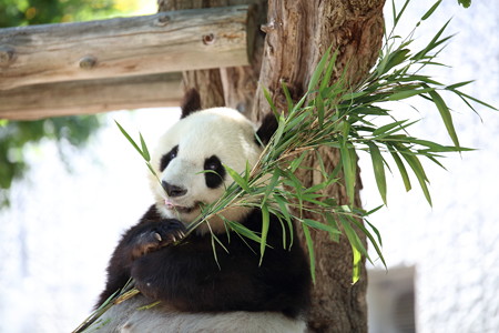 神戸市王子動物園18