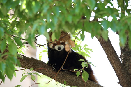 神戸市王子動物園24