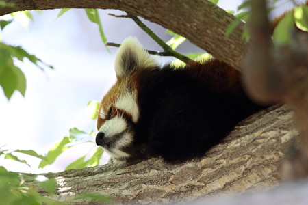 神戸市王子動物園111