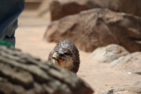 神戸市王子動物園108