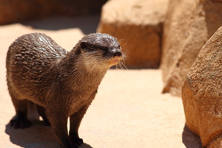 神戸市王子動物園107