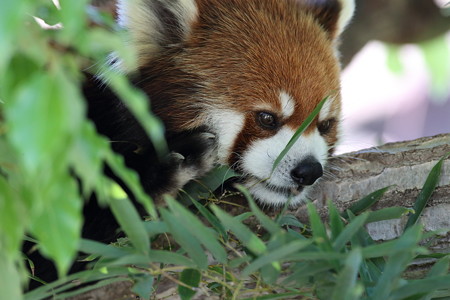 神戸市王子動物園103