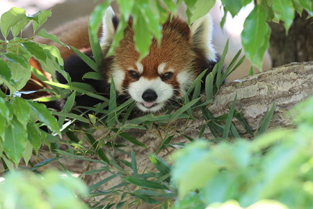 神戸市王子動物園98