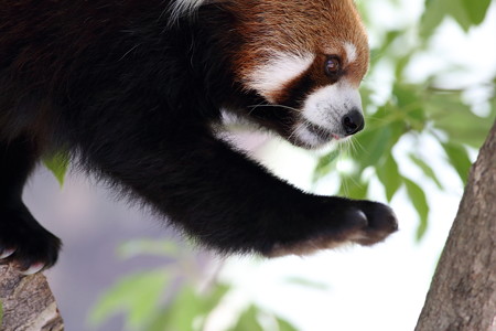 神戸市王子動物園80