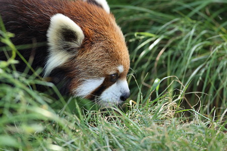神戸市王子動物園77