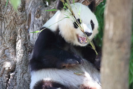 神戸市王子動物園70