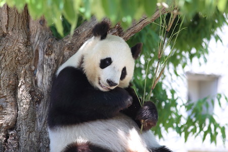 神戸市王子動物園68
