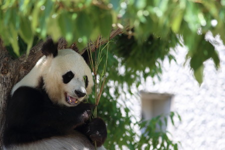 神戸市王子動物園67