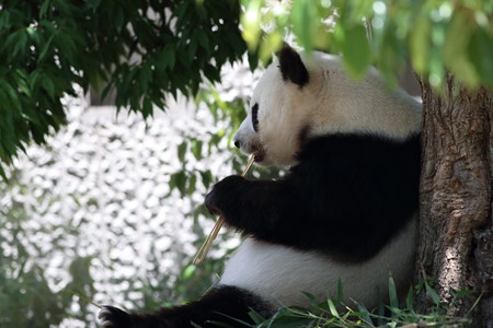 神戸市王子動物園62