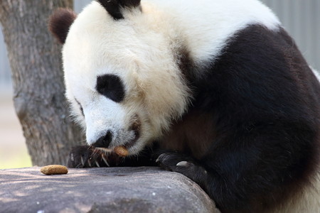 神戸市王子動物園55