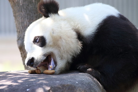 神戸市王子動物園54