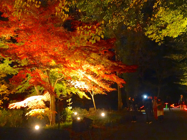 東山動植物園紅葉ライトアップ14 No 052 照片共享頁面 攝影藏