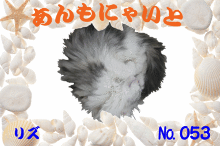 あんもにゃいと
