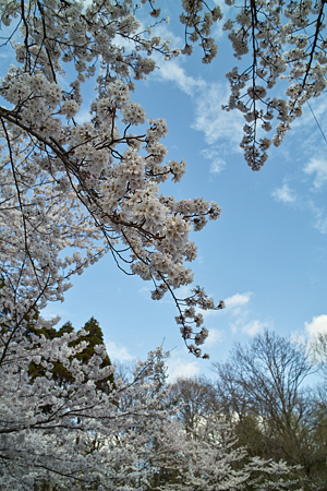 Cherry_blossom04162011dp2-2