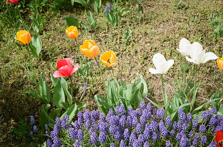 SMENA_FUJI_PRO400H05052011-05