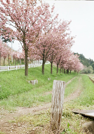Yaezakura_OLYMPUS_PEN_FT_Kodak_PORTRA160NC_05092011-04