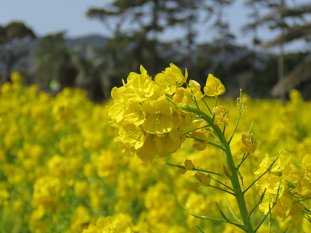 resize1723 写真: resize1723