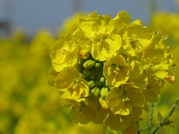 resize1725 写真: resize1725