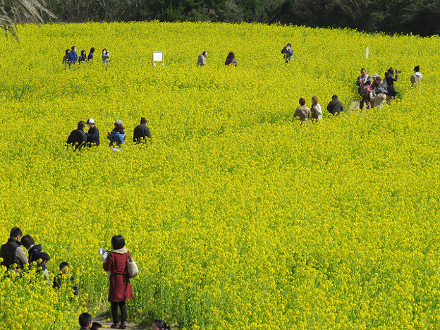 resize1734 写真: resize1734
