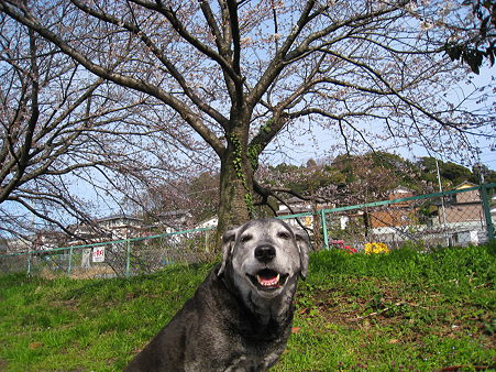 ﾆｯｺﾘ