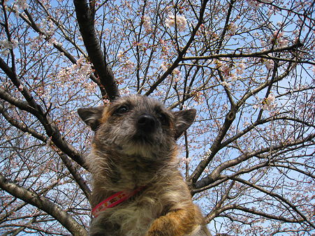 こうめと桜１