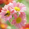 Photos: 菊とミツバチ