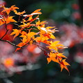 Photos: モミジ