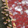 Photos: 蔦の葉