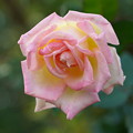 Photos: 秋薔薇