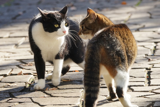 睨み合う猫 写真共有サイト フォト蔵